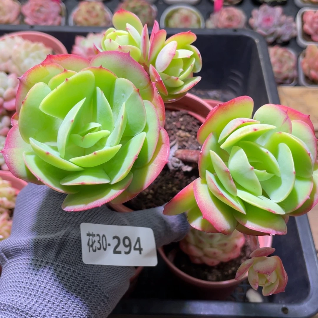 花利美30-294碧桃