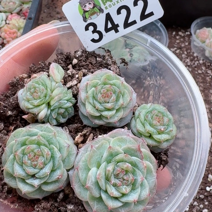 多肉植物多肉植物