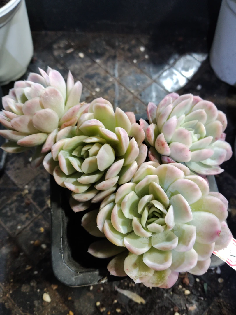 非偏远18包邮  一物一拍  10厘米盆 A352冰梅锦