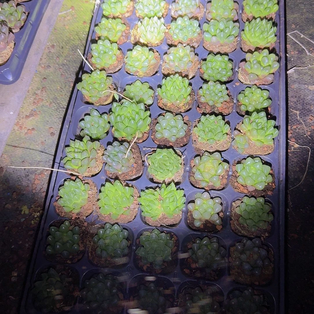 50孔玉露10颗福利