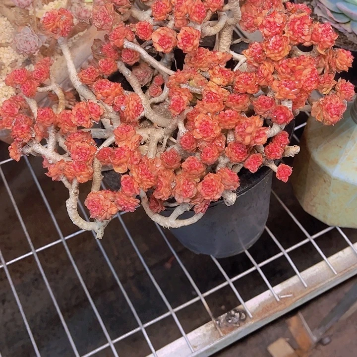 萍***徐这就是一群不懂事和