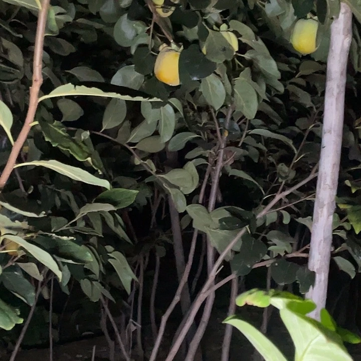 用户9996大哥台湾大金柿子