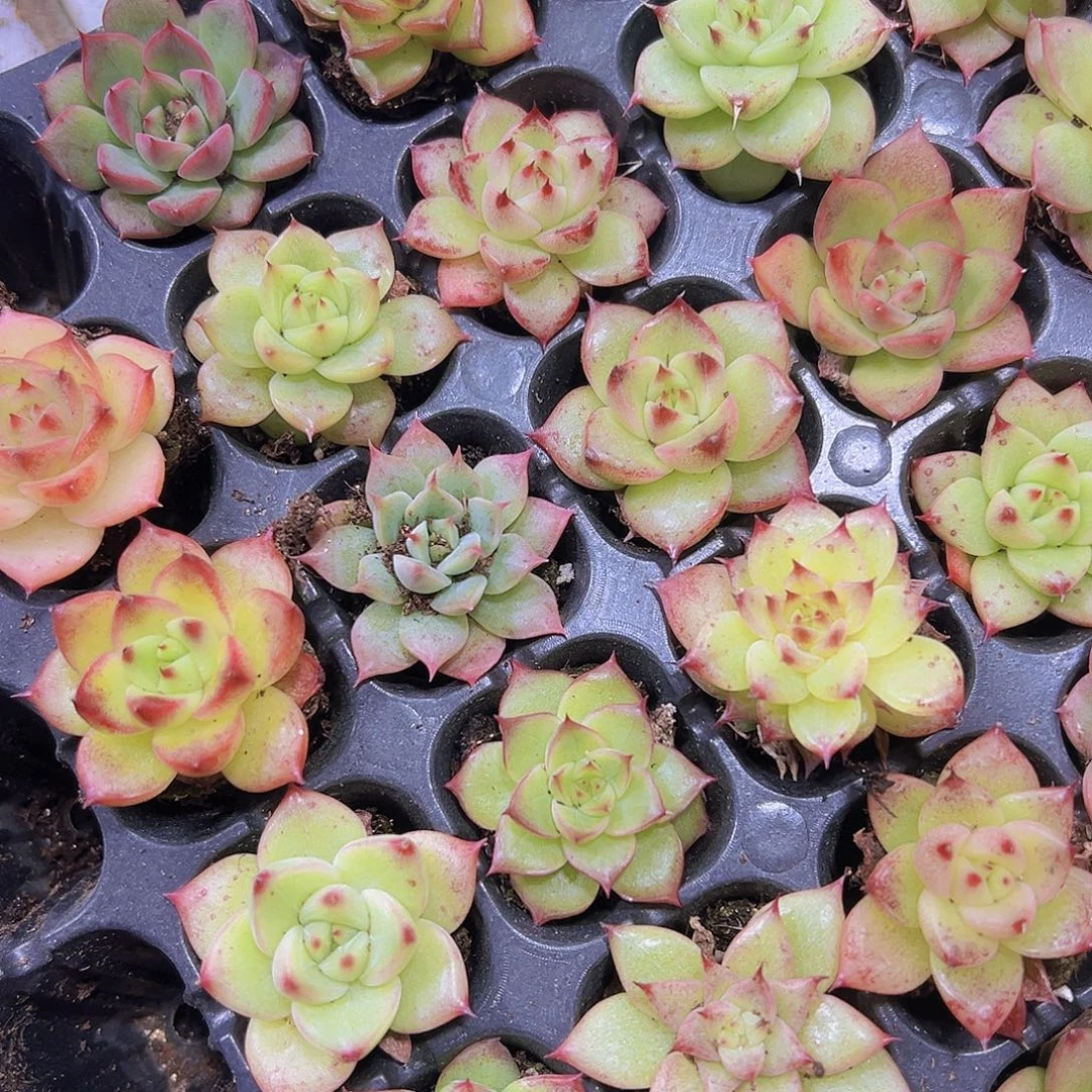 彩虹麦秆5个19包邮