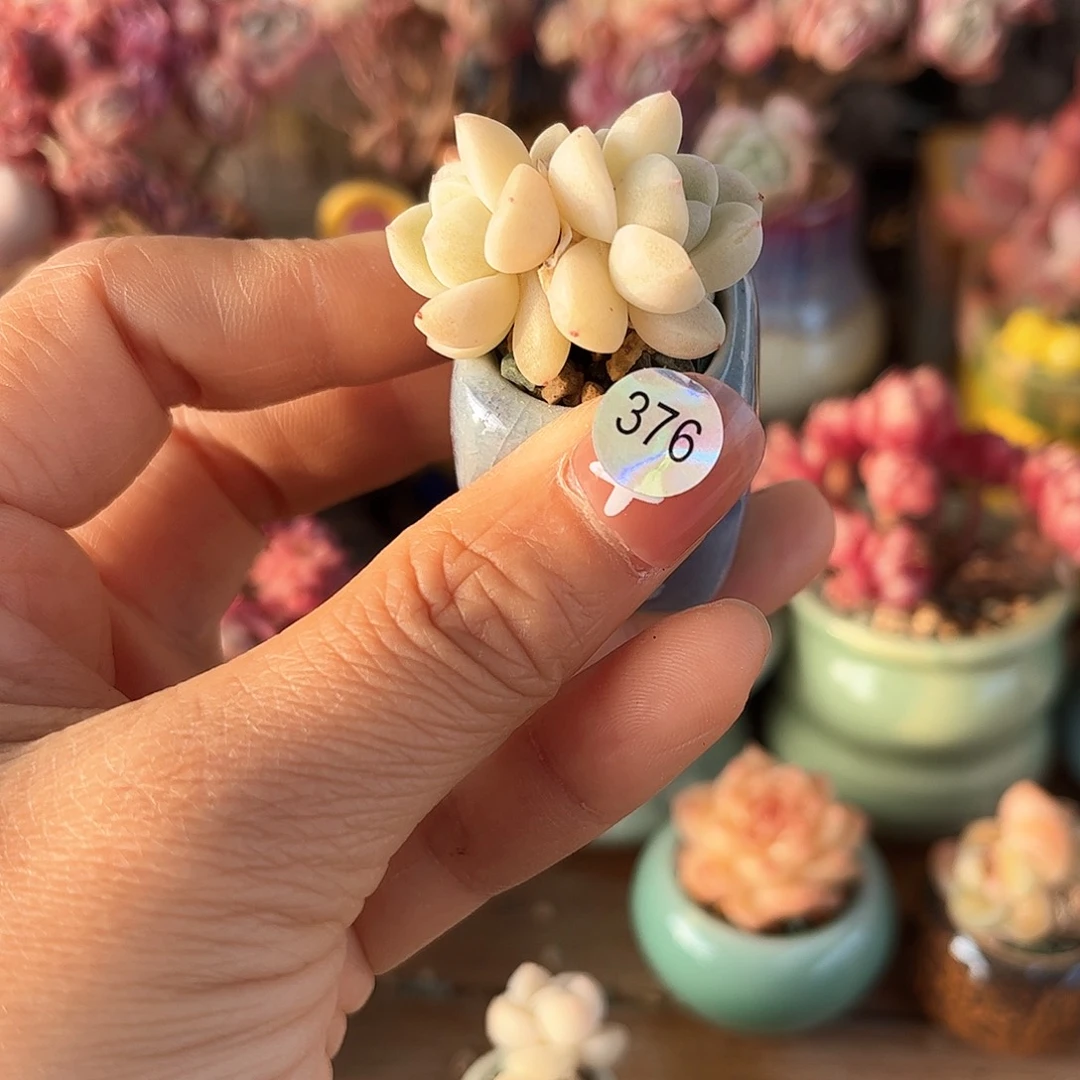 376 多肉含盆土30元除偏远