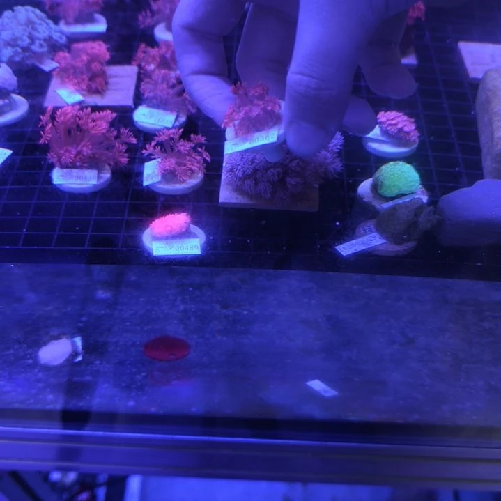 海水鱼362红单，2491蛙卵，6839龙魂