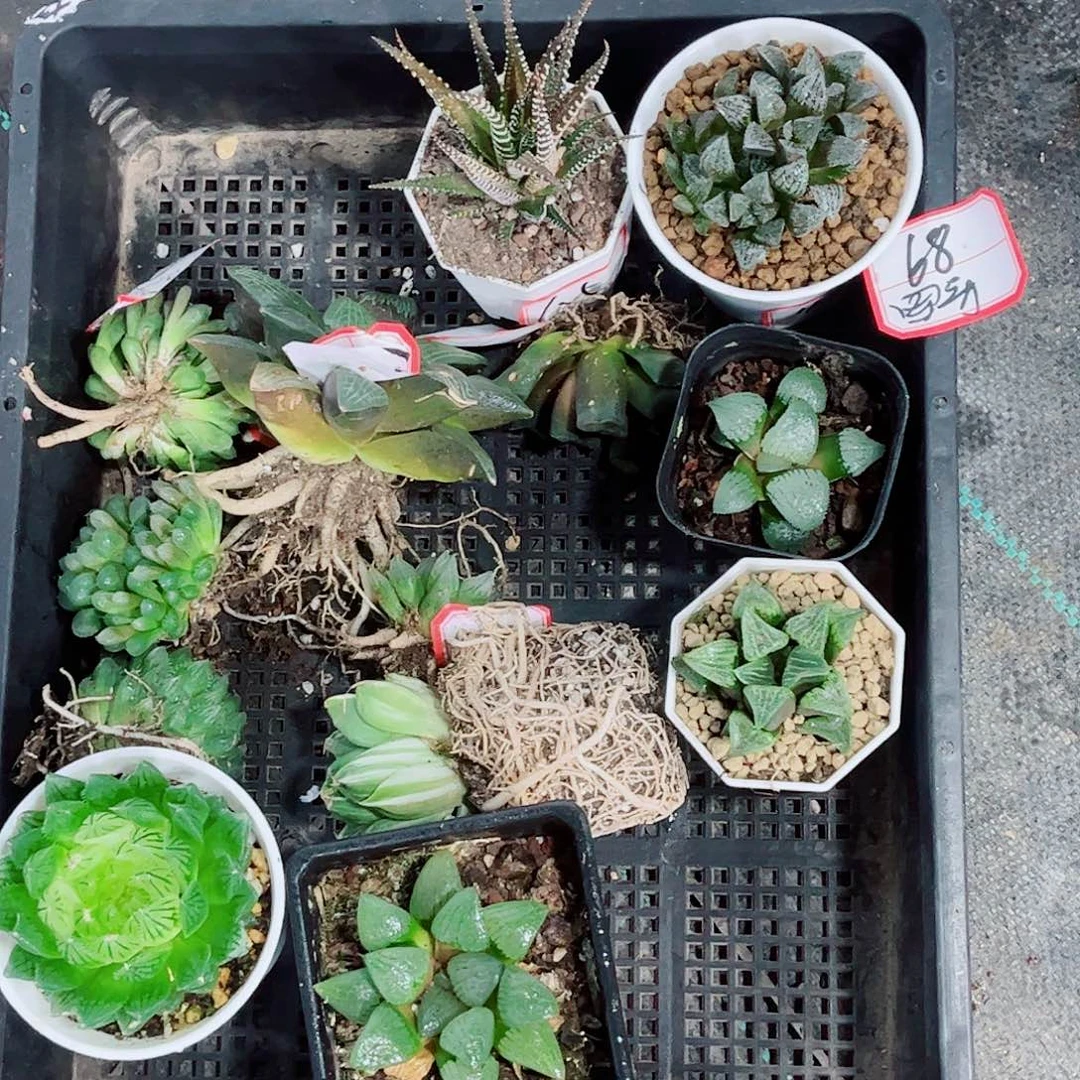 福利品玉露多肉植物