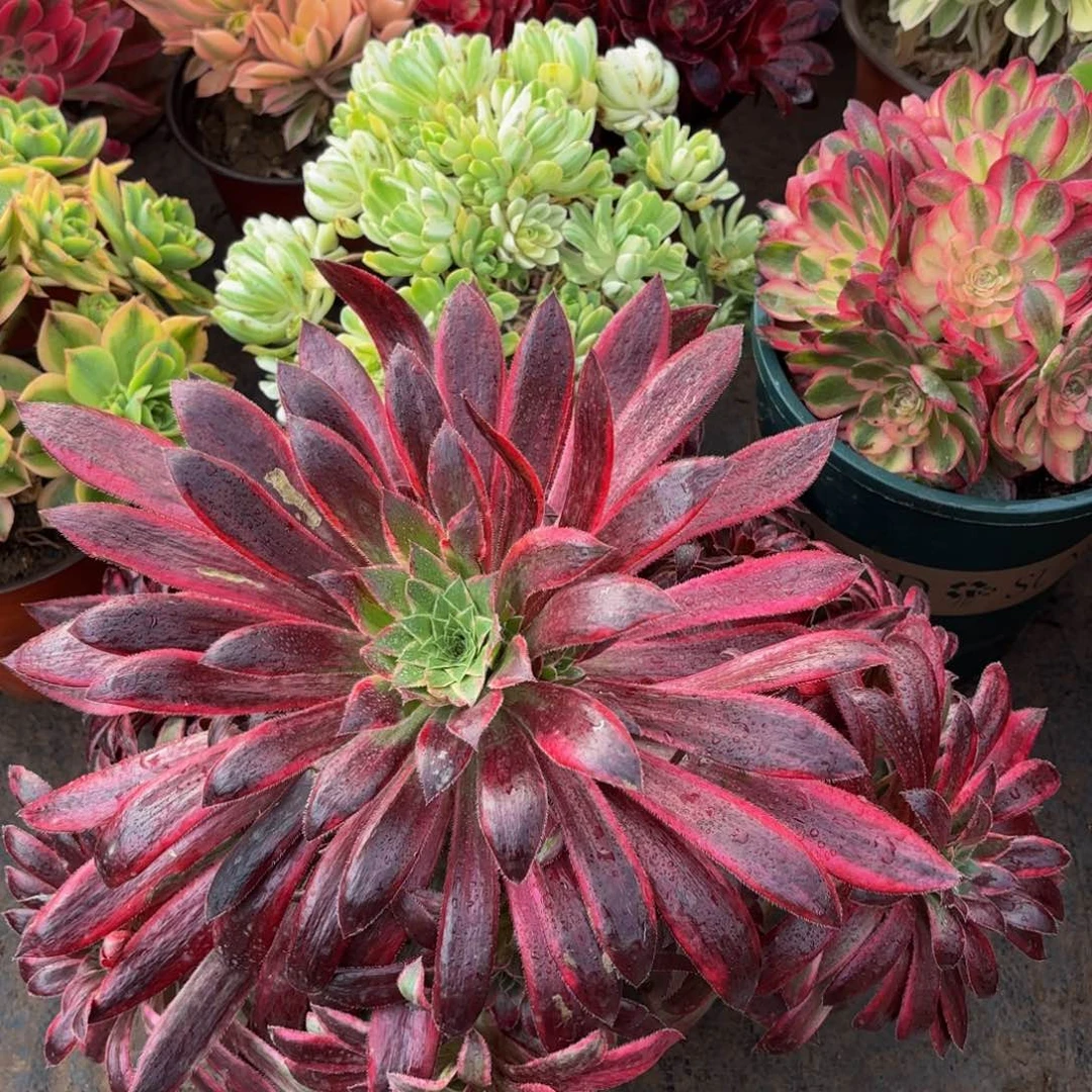 惊鸿仙子9.9嫩田庄法师