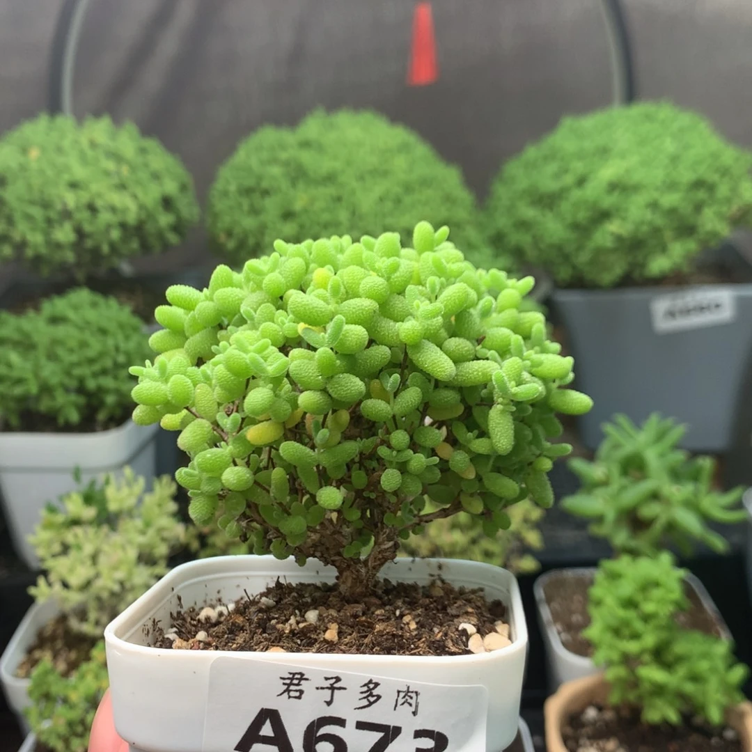 673蜜橘。