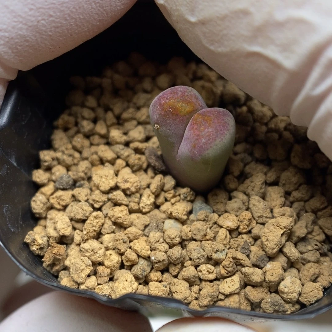 多肉植物肉锥杂交K-5725 伤特 全窗风铃杂