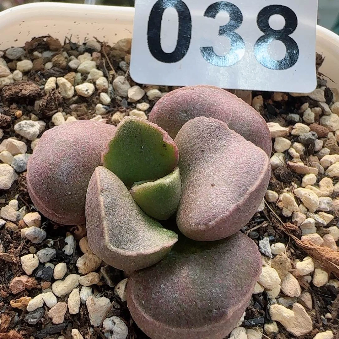 实生水泡 出售整盆（满38包邮）