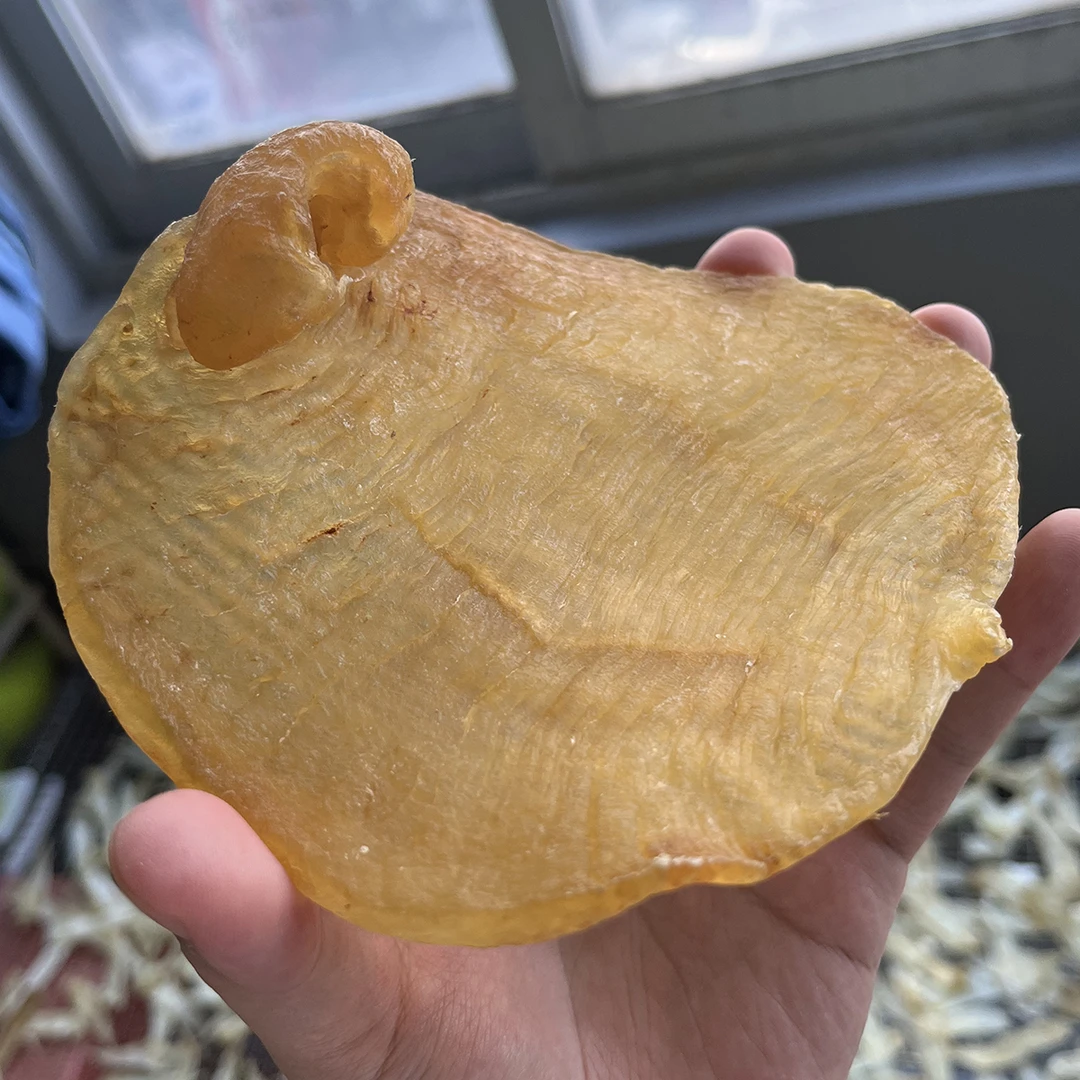 小老板的正品6头南货湛江赤嘴鳘鱼胶母胶海味干货花胶鱼胶