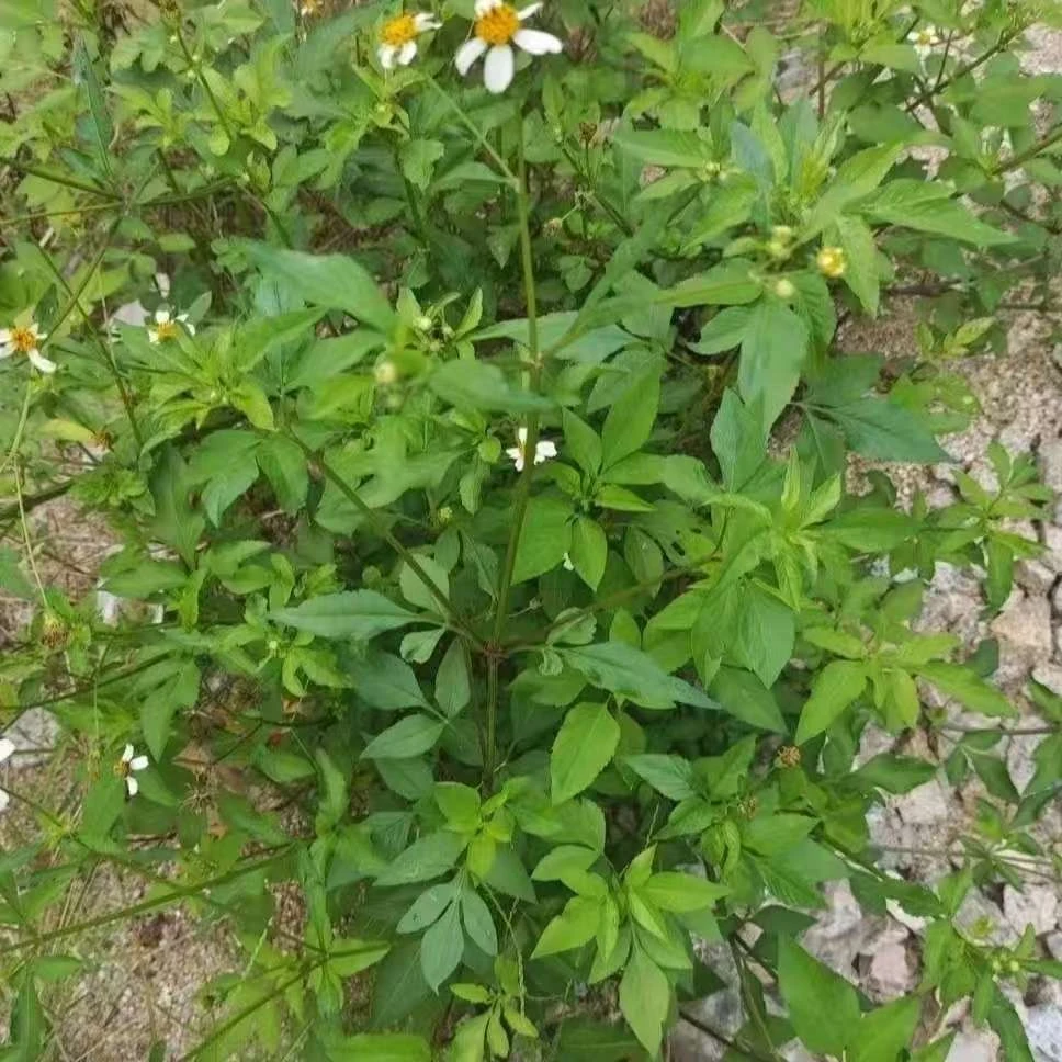 鬼针草250克包邮