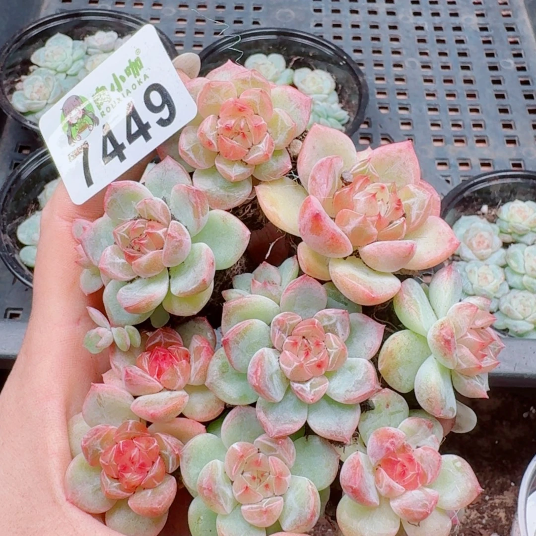丽***空多肉植物多肉植物
