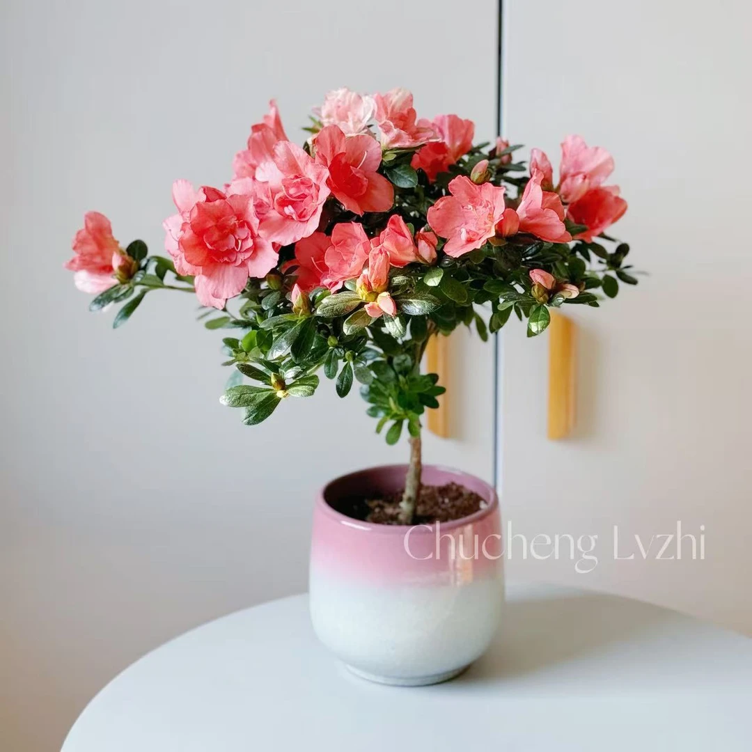 粉杜鹃花花卉室内花苗带花苞四季开花好养易活老桩绿植季节盆栽花