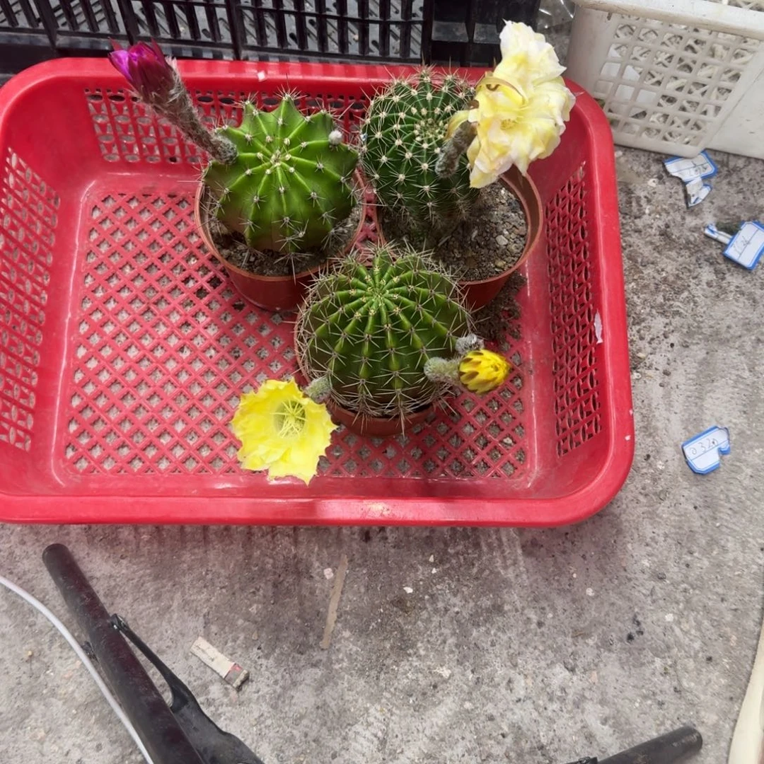 别****无花朵彩草哈哈哈哈哈哈