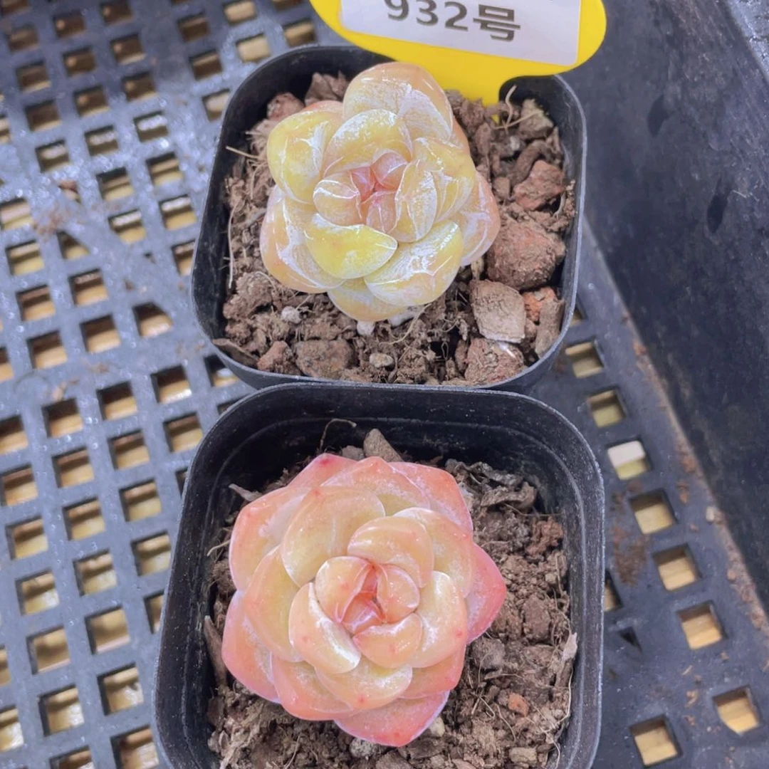 932号 捡漏糖心大白兔两个