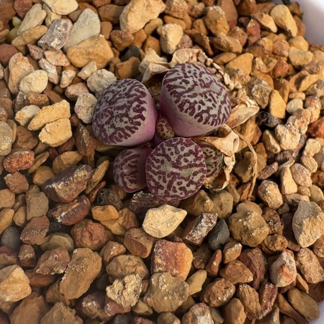 514墨带盆土发货一颗