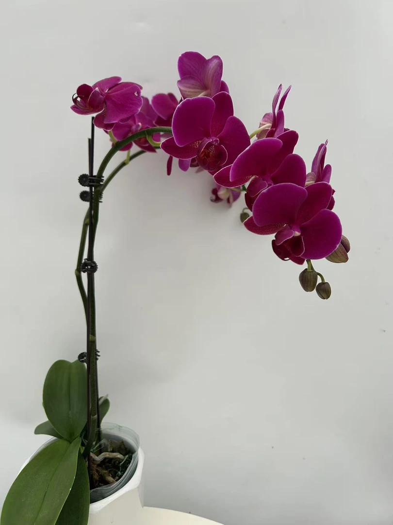 欢然花田培植蝴蝶兰 （布隆方丹）