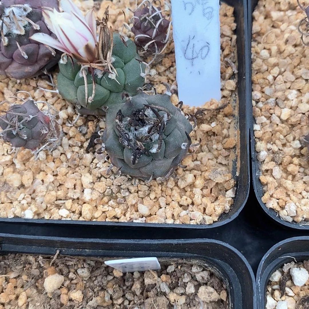 叻*土土土花花花花花花花花