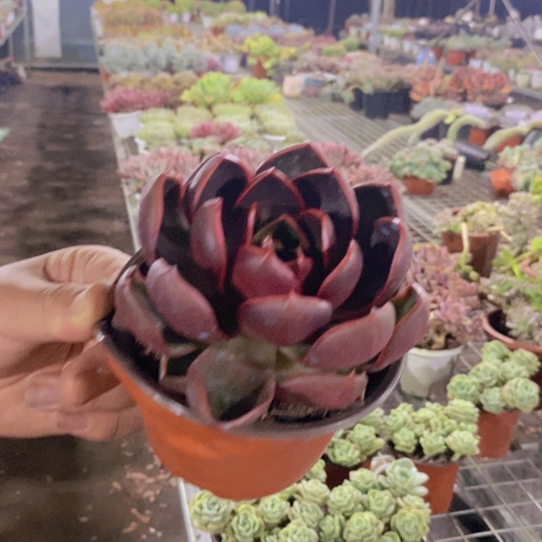 红灯大单头老桩多肉