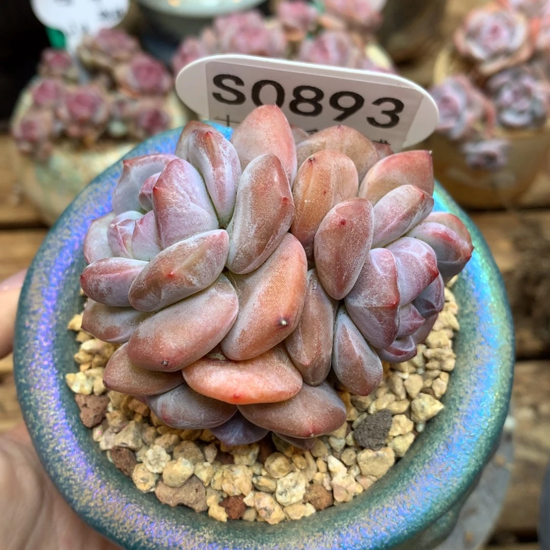 S0893 突尼斯 模特同款