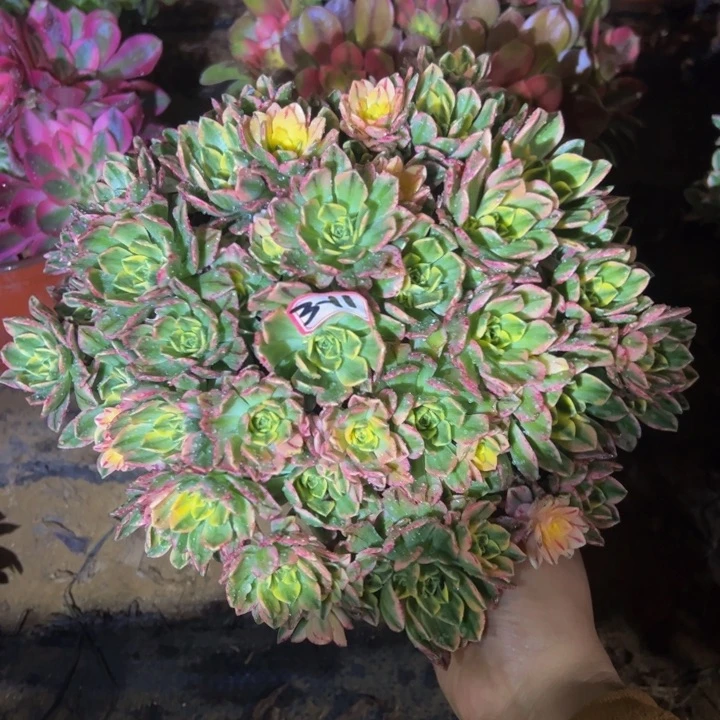 甜茶多肉植物3-11