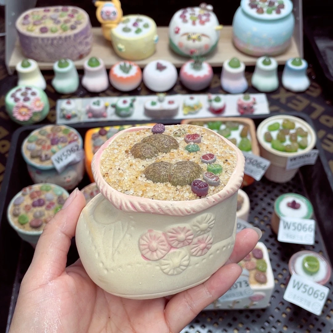 w5074 带盆土发货一物一拍
