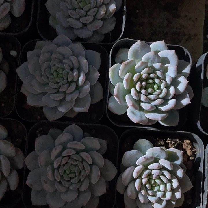 玉芙蓉2.8带盆土发货