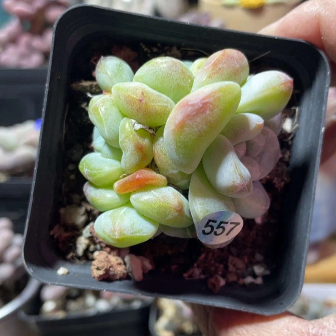 冰玉多肉植物四头