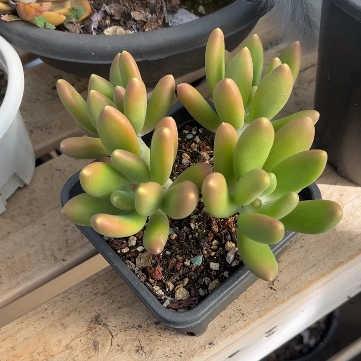 金蝉多肉植物2 0 7
