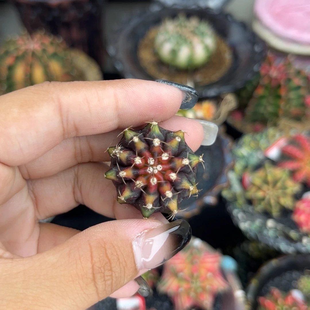 泰系米哈锦 金属色  裸根