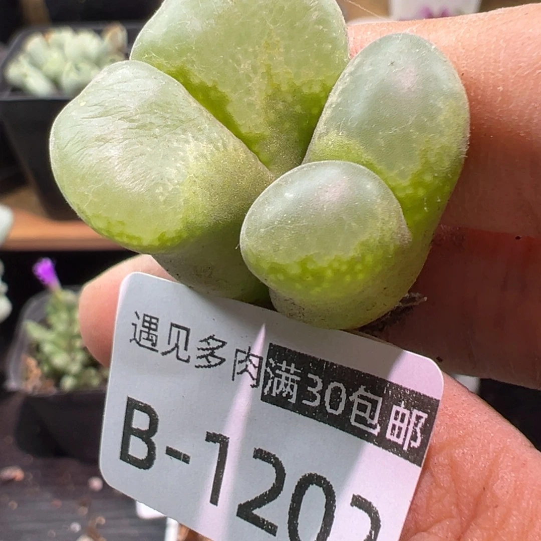 多肉植物1111111111111