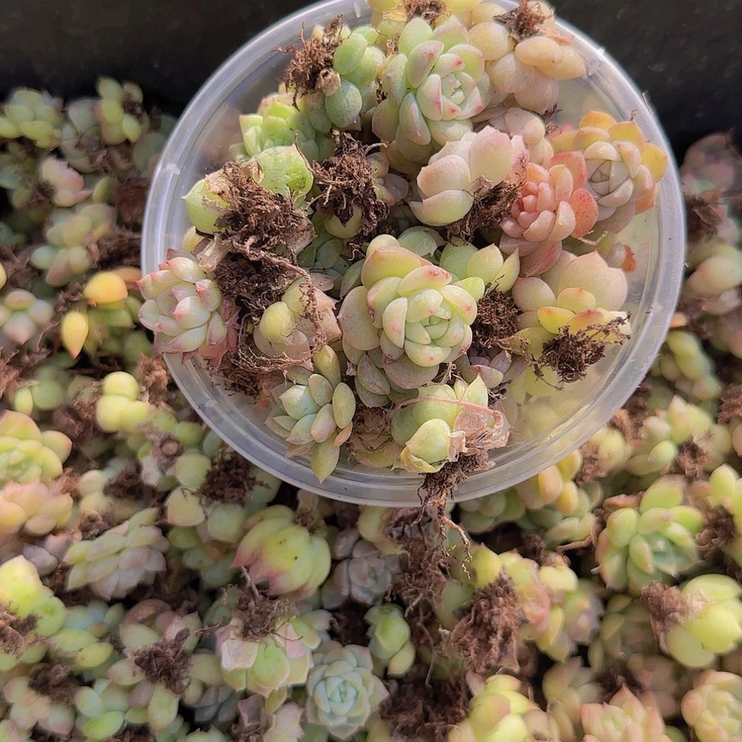 饭盒小苗保底50颗