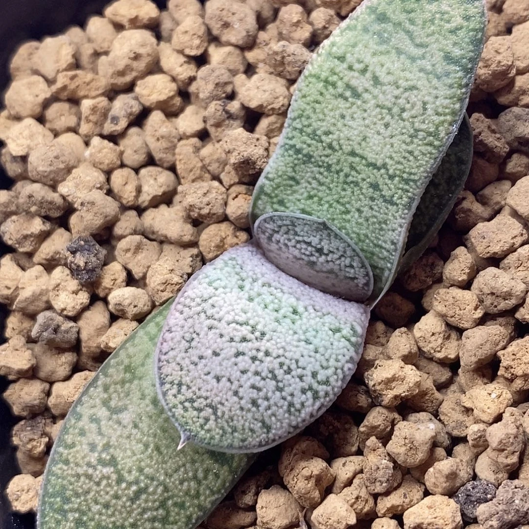 不带盆脱土裸根发货