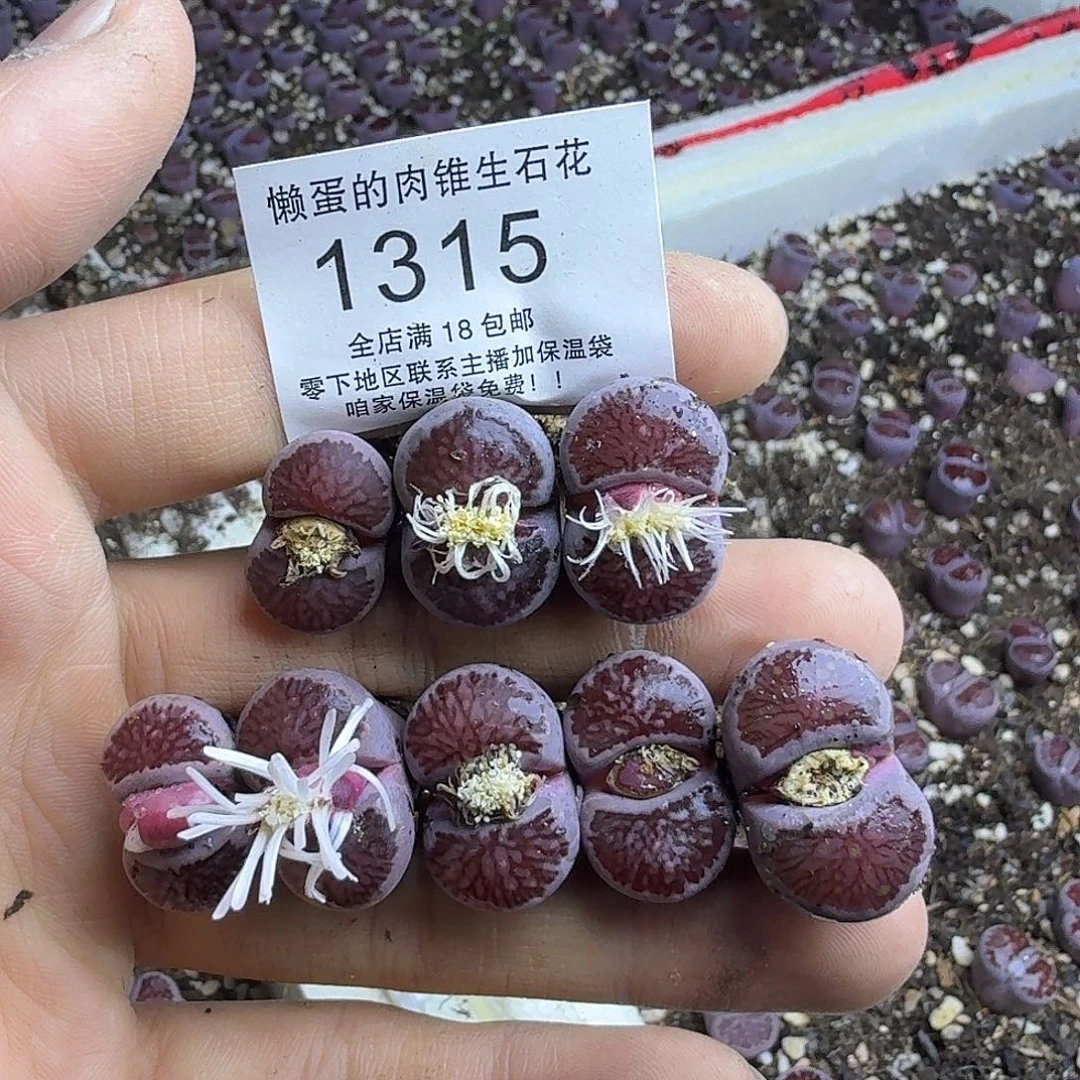 泪***痕1315 哈哈哈哈哈哈哈哈哈哈哈哈