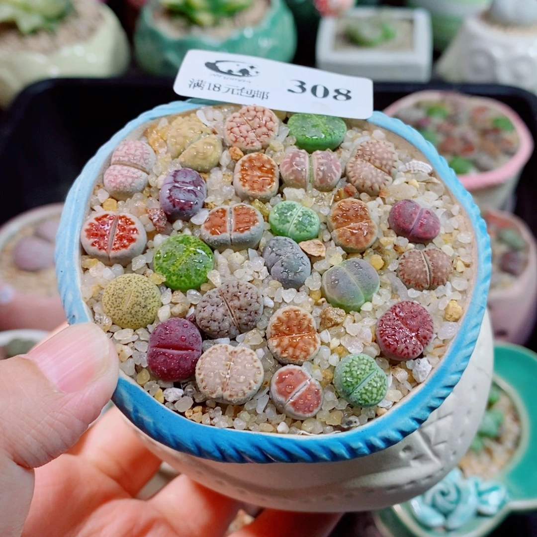 生石花花花花开了308
