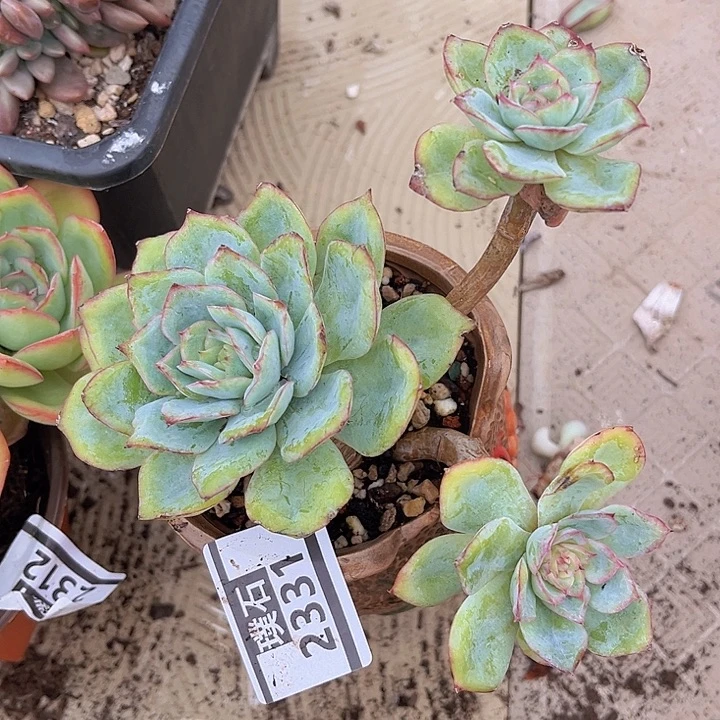 晨露2331多肉植物
