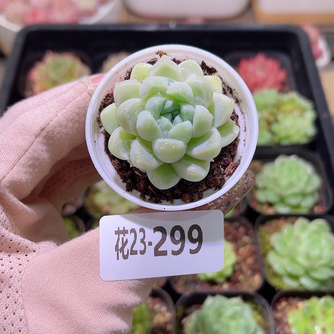 花利美23-299厚叶月影