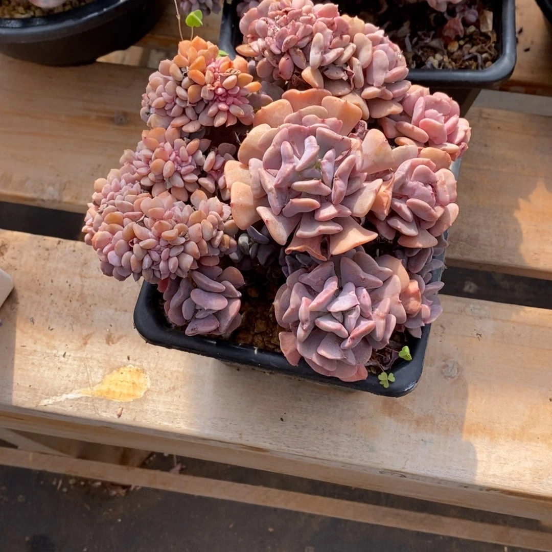 多肉植物一物一拍