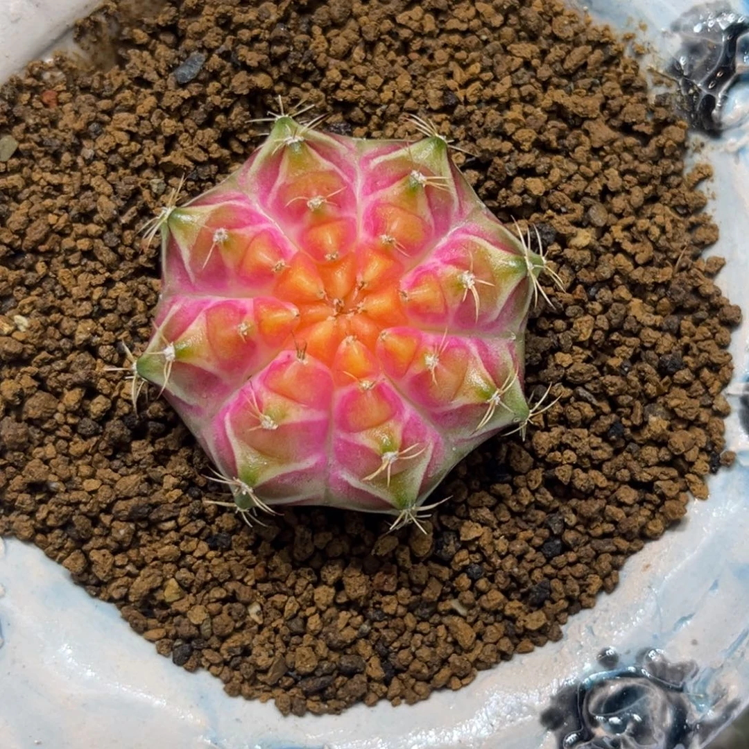 皇室轮回———————-