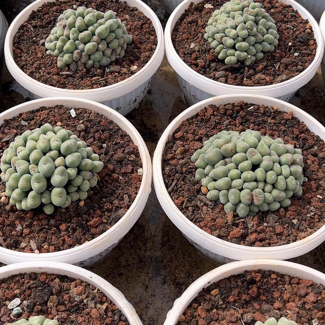 口笛群12厘米可挑