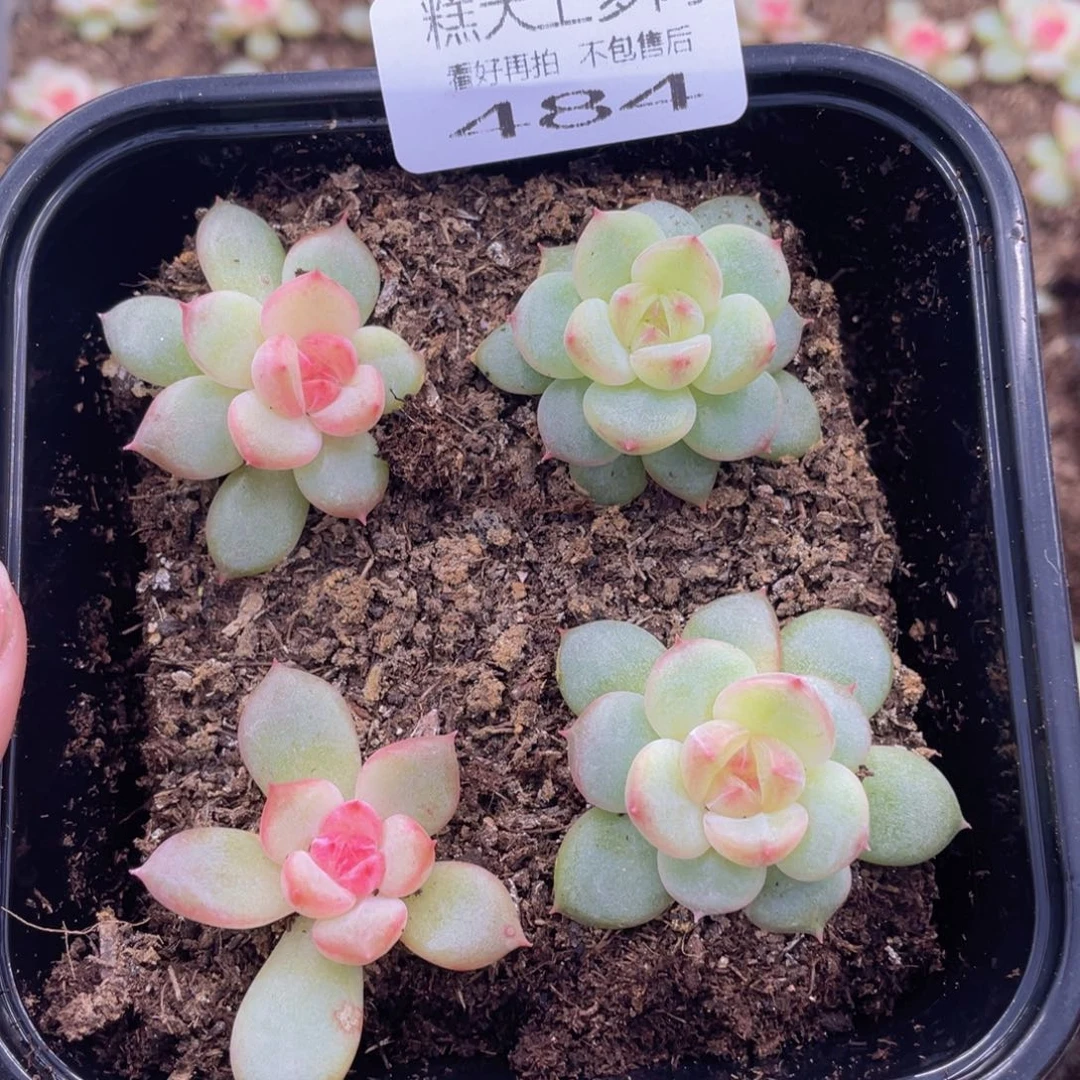 糕大上多肉植物484
