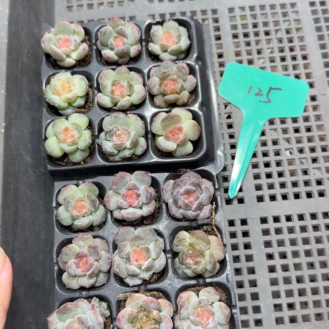 125满38包邮➗偏远发货不退货退款