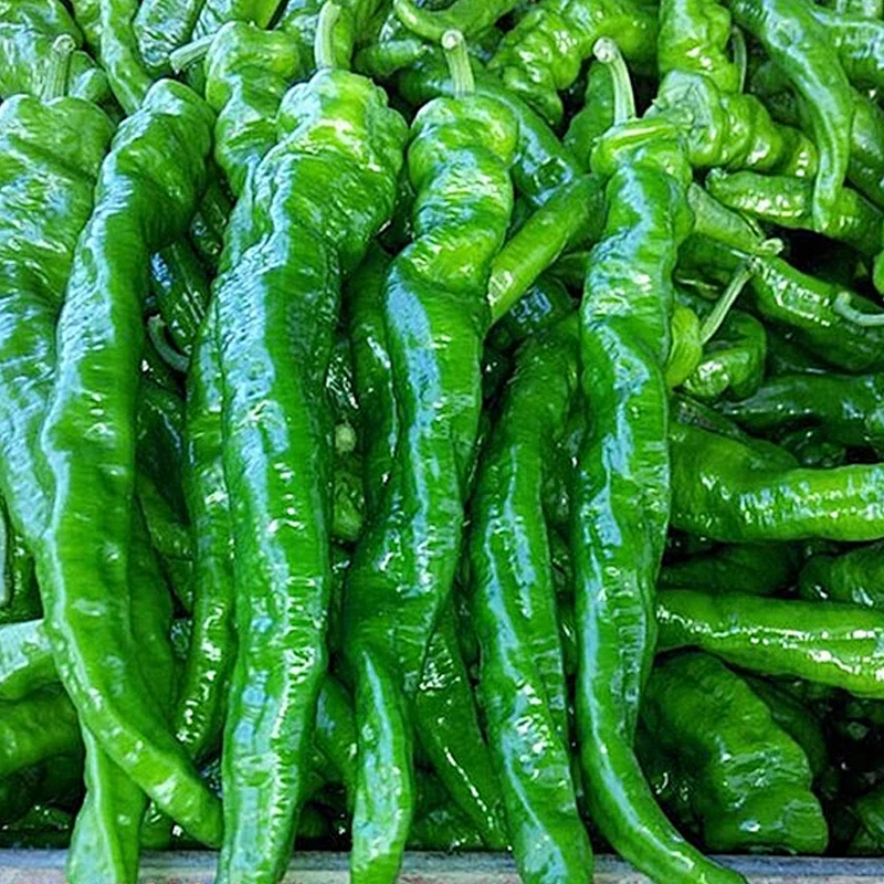 甘肃新鲜螺丝椒现摘现发农家自种薄皮辣椒蔬菜炒菜辣椒顺丰包邮