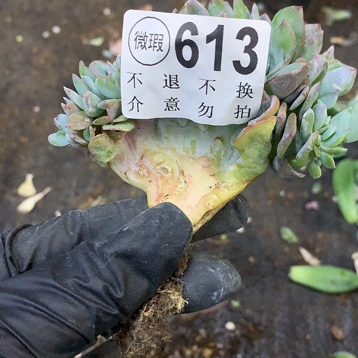 白凤缀化 非偏远38包邮节后发请联系客服