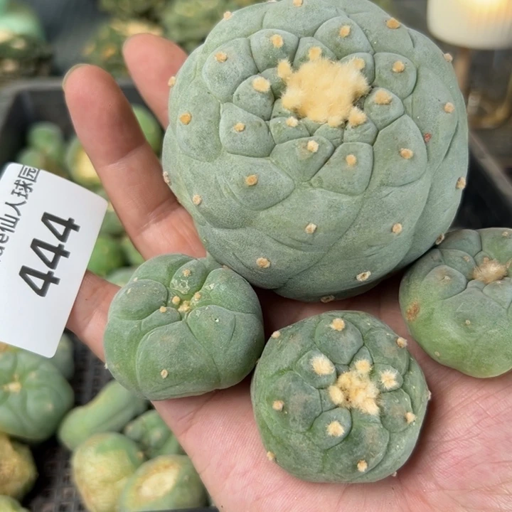 444发货 无根 无根