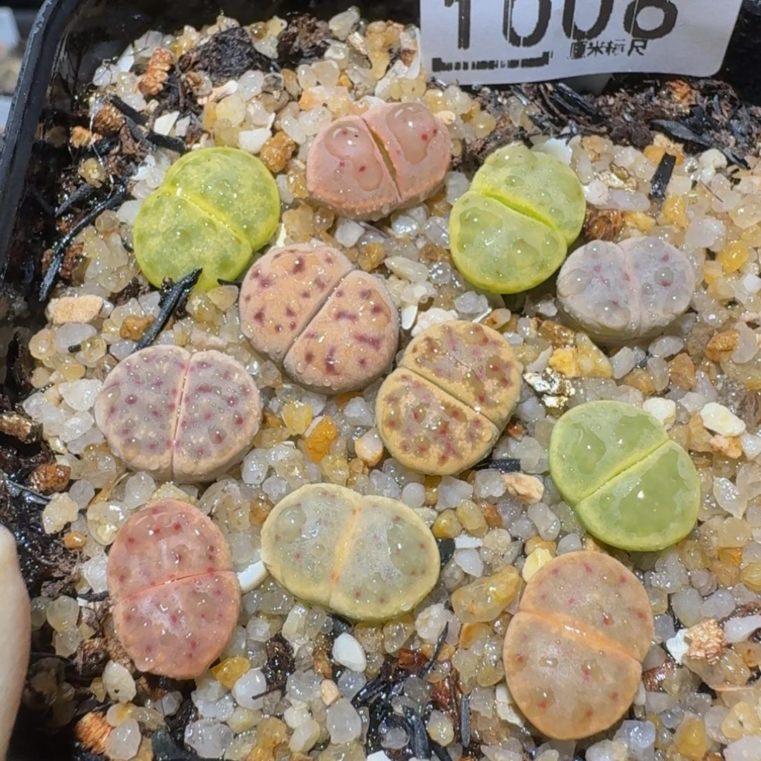 zzzzz生石花肉锥1006