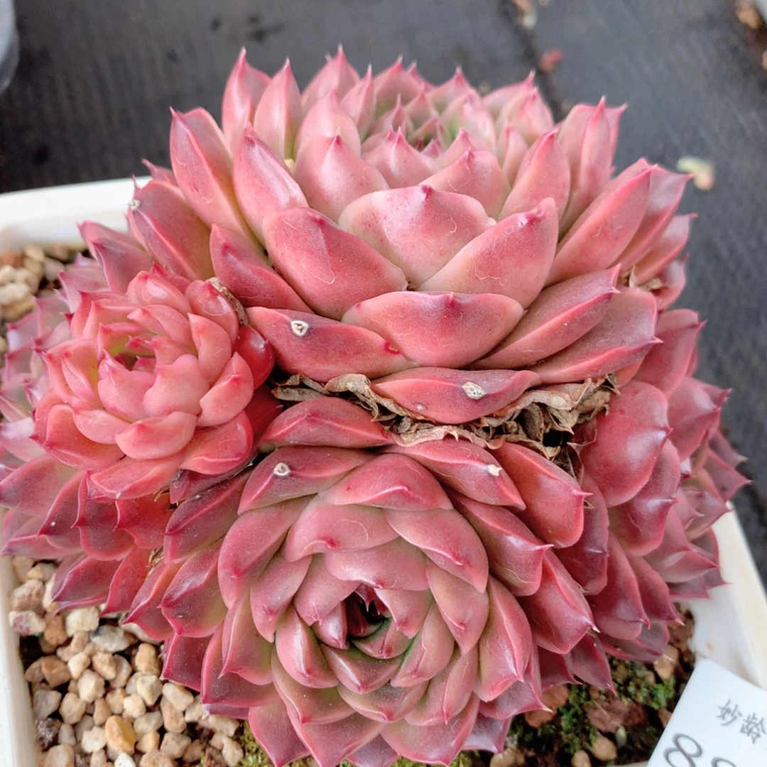 8840杂交多肉植物基地