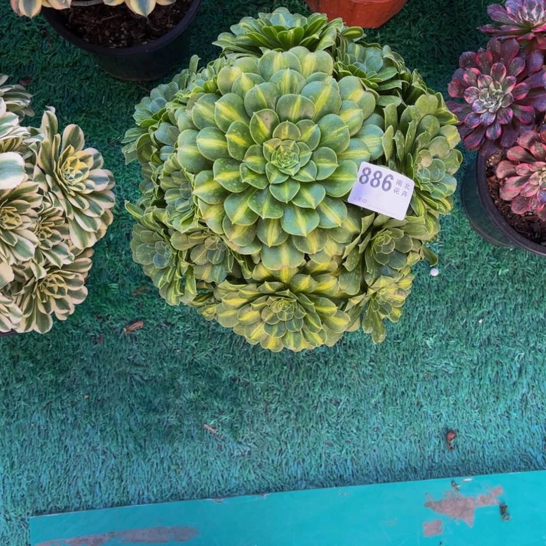 多肉翡翠琉璃000000886