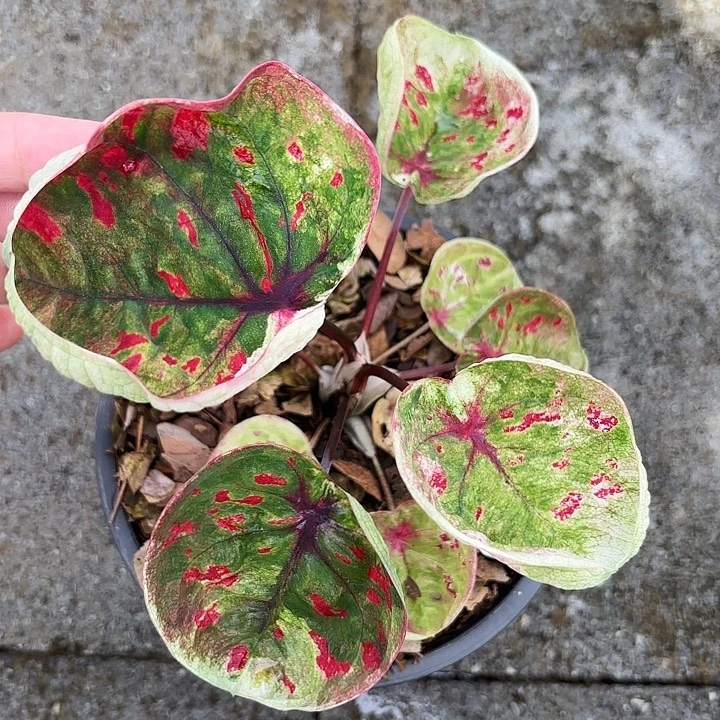 30-0918抹茶碗泰国发
